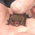 Bournemouth-Bat found under tiles of bay windows